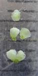  Sepals